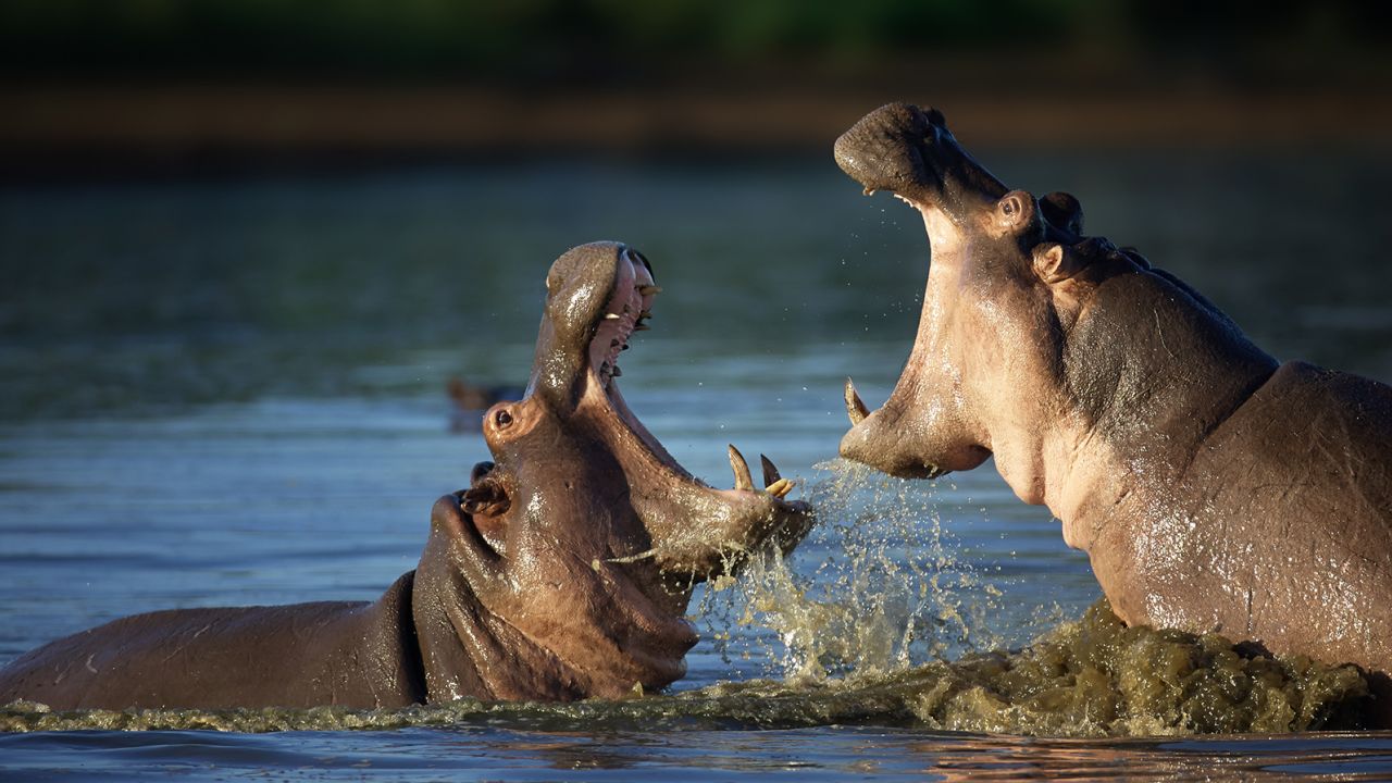 Two hippos fight each other South Africa. Males might engage in clashes over leadership of their pods, mating privileges or over territory.