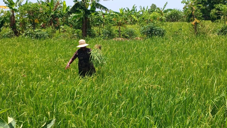 Marianne Victoire, seen under the blazing sun of Fort-Liberté, cultivates rice — balancing farm work with raising five children and caring for her ill husband. Photo by Edxon Francisque/The Haitian Times