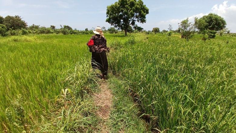 Marianne Victore tends to her rice field in Fort-Liberté on June 24, 2025, where her daily labor supports her family. Photo by Edxon Francisque/The Haitian Times.